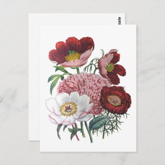 Carte Postale Les pivoines (Devant / Derrière)