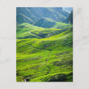 Carte Postale Les plantations de thé