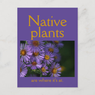 Carte Postale Les plantes indigènes sont à l'honneur