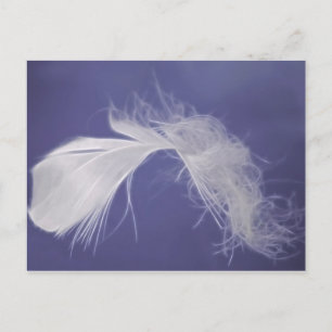 Carte Postale Les plumes sont des symboles de spiritualité