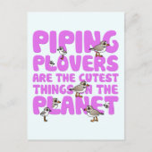 Carte Postale Les Pluvier siffleurs sont les choses les plus cou (Devant)