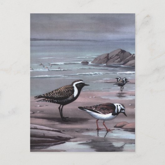 Carte Postale Les pluviers et les Turnstones de Weber (Devant)