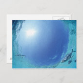 Carte Postale Les poissons en mer (Devant / Derrière)