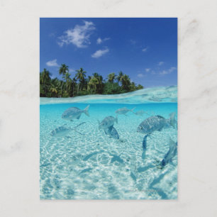 Carte Postale Les poissons en mer