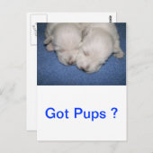 Carte Postale Les Pups Westin dorment (Devant / Derrière)