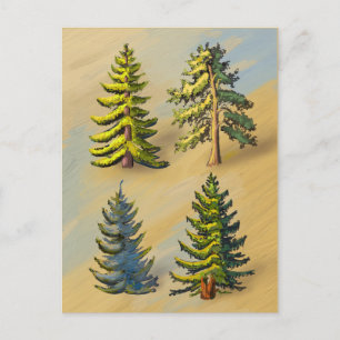 Carte Postale Les quatres variétés de sapins, botanique.