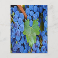 Les raisins sur une vigne