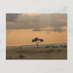 Carte Postale Les rayons du soleil qui se prolongent l'après-mid