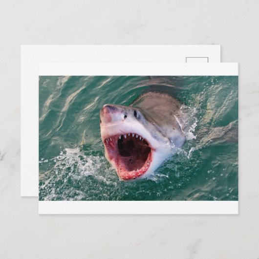 Carte Postale Les Requins Sortent De L'Océan (Devant / Derrière)