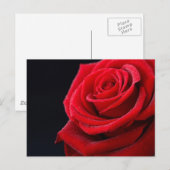 Carte Postale Les roses sont rouges (Devant / Derrière)