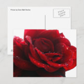 Carte Postale Les roses sont rouges (Devant / Derrière)