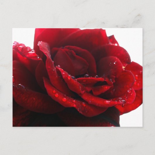 Carte Postale Les roses sont rouges (Devant)