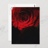 Carte Postale Les roses sont rouges.... (Devant / Derrière)