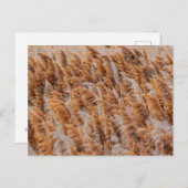 Carte Postale Les ruches de l'île Antelope, Utah (Devant / Derrière)