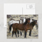 Carte Postale Les Sauvages (Devant / Derrière)