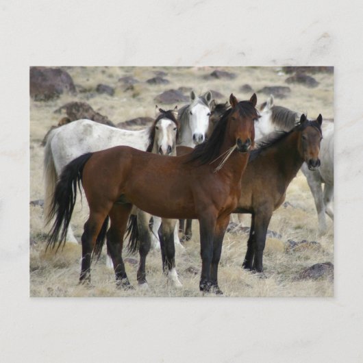Carte Postale Les Sauvages (Devant)