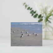 CARTE POSTALE LES SEAGULLES SUR LA PLAGE (Debout devant)