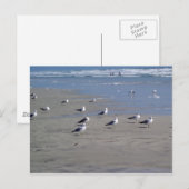 CARTE POSTALE LES SEAGULLES SUR LA PLAGE (Devant / Derrière)