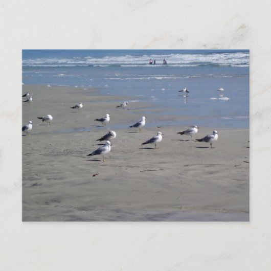 CARTE POSTALE LES SEAGULLES SUR LA PLAGE (Devant)