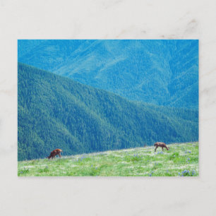 Carte Postale Les seaux au pied des montagnes