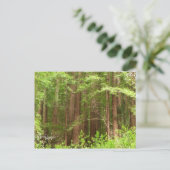 Carte Postale Les séquoias au monument national de Muir Woods (Debout devant)