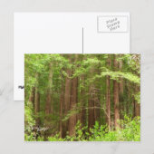 Carte Postale Les séquoias au monument national de Muir Woods (Devant / Derrière)