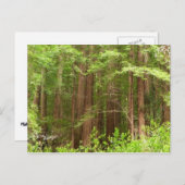 Carte Postale Les séquoias au monument national de Muir Woods (Devant / Derrière)