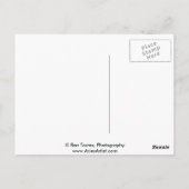 Carte Postale Les Shorts de Nick (Dos)