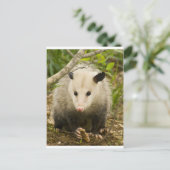 Carte Postale Les sommes d'argent sont jolies - Opossum Didelphi (Debout devant)