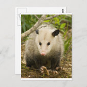 Carte Postale Les sommes d'argent sont jolies - Opossum Didelphi (Devant / Derrière)