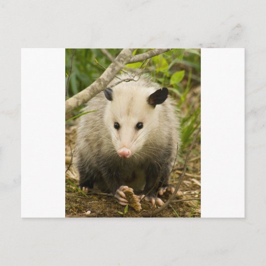 Carte Postale Les sommes d'argent sont jolies - Opossum Didelphi (Devant)