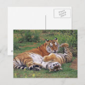 Carte Postale Les tigres du Bengale (Devant / Derrière)