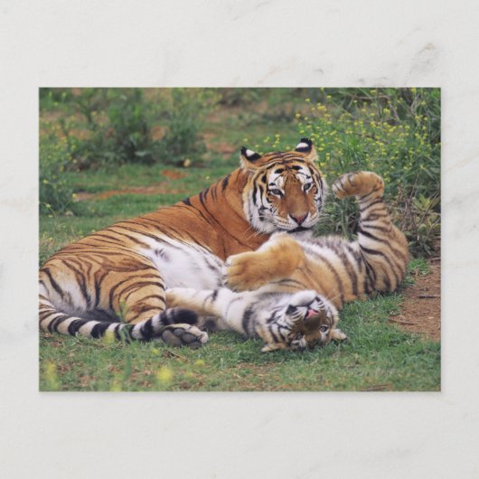 Carte Postale Les tigres du Bengale (Devant)