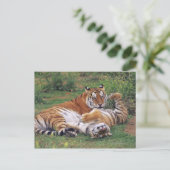 Carte Postale Les tigres du Bengale (Debout devant)