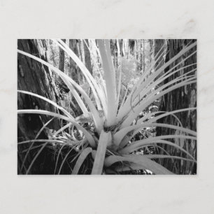 Carte Postale Les tillandsias épiphytes sont courants en Floride