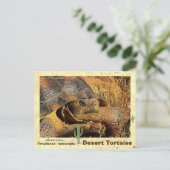 Carte Postale Les tortues du désert sont menacées d'extinction - (Debout devant)