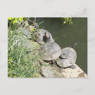 Carte Postale Les tortues : Il n'y a pas de place pour moi ! !