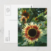 Carte Postale Les tournesols au soleil (Devant / Derrière)