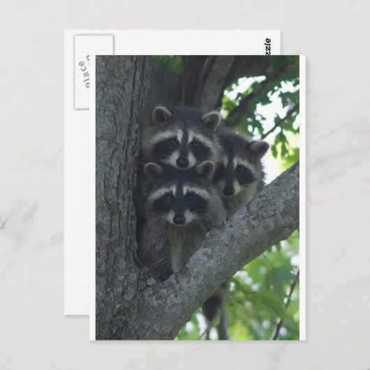 Carte Postale Les Trois Amigos (Devant / Derrière)