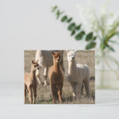 Carte Postale Les Trois Amigos, De Style Alpaca (Debout devant)