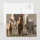 Carte Postale Les Trois Amigos, De Style Alpaca (Devant / Derrière)