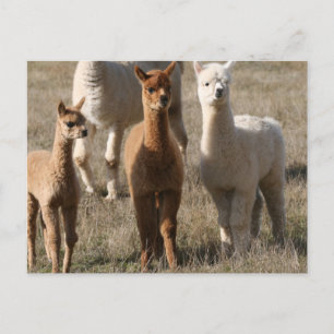 Carte Postale Les Trois Amigos, De Style Alpaca
