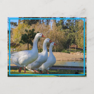 Carte Postale Les Trois Stooges