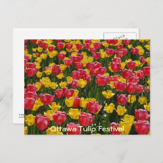 Carte Postale Les tulipes. (Devant / Derrière)