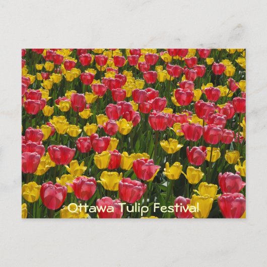 Carte Postale Les tulipes. (Devant)