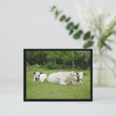 Carte Postale Les vaches hindous (Debout devant)