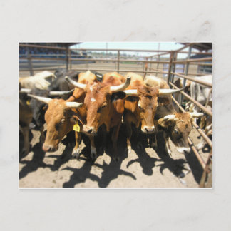 Carte Postale Les vaches sont rentrées chez elles