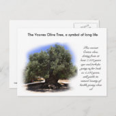 Carte Postale Les Vouves Olive Tree, symbole de la longue vie... (Devant / Derrière)