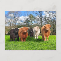 Carte postale "Les Woolies"