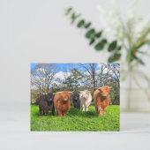 Carte postale "Les Woolies" (Debout devant)